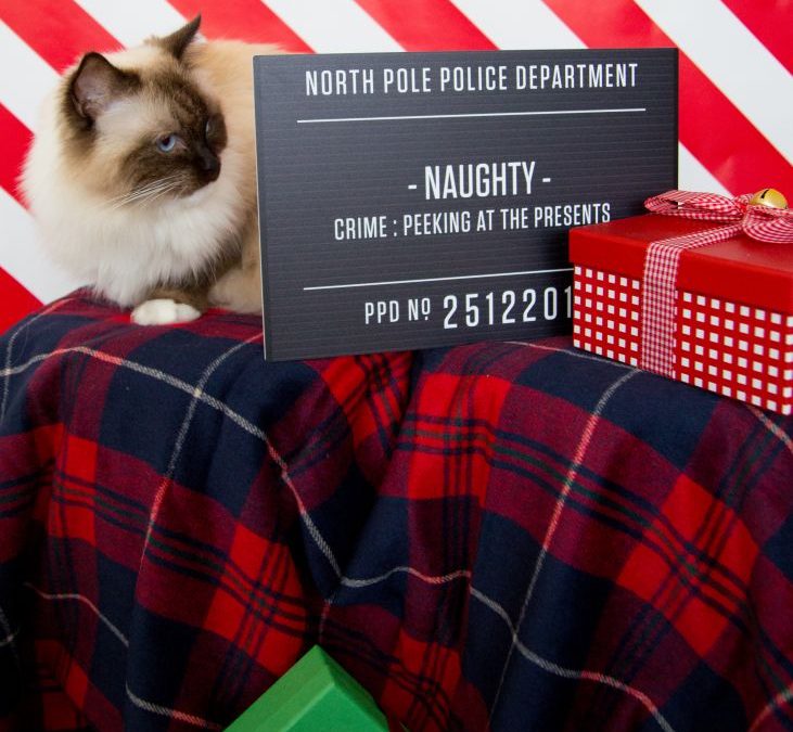 In Good Hands – Christmas Mug Shots